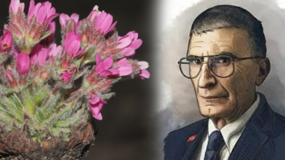 Bayburt'ta keşfedilen yeni bitki türüne Aziz Sancar'ın adı verildi