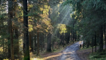 Bolu’da, 15 Eylül’e kadar ormanlara giriş yasaklandı