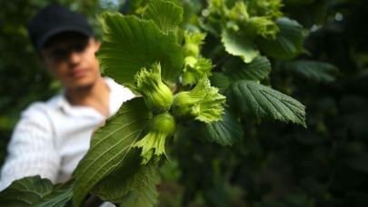 Fındık üreticisi taban fiyatın açıklanmasını bekliyor