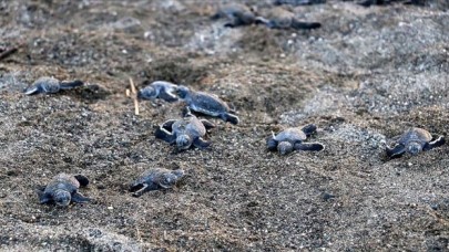 Hatay'da yavru deniz kaplumbağaları denizle buluştu