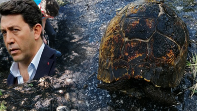 Emre Kınay isyan etti: Kaplumbağa senin can kaybın değil mi?