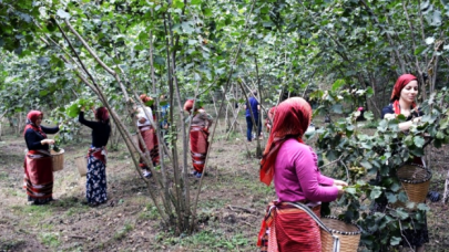 Karadeniz'e fındık göçü başladı: Vakalar artışa geçti