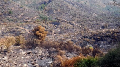 Muğla'da zeytinlik alanı kundaklayan üç kişi tutuklandı