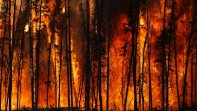 Orman yangınları süs bitkisi ihracatını etkiledi! 5-6 milyon dolar kayıp