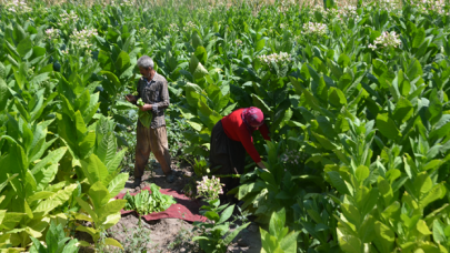 Türkiye'den bu yıl 60 bin ton tütün ihracatı bekleniyor
