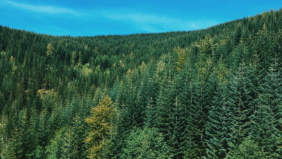 Türkiye'nin orman varlıkları 19 yılda yüzde 10,5 arttı