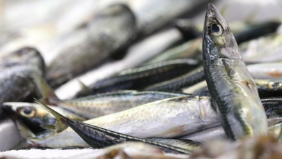 Av sezonundaki balık bolluğu, tezgahlardaki fiyatlara da olumlu yansıdı