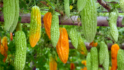 Birçok hastalığa iyi gelen "Kudret Narı"nın faydaları saymakla bitiyor