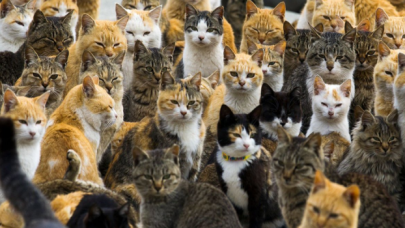 Bolu'da kapısı çilingir yardımıyla açılan daireden 50 kedi çıkarıldı