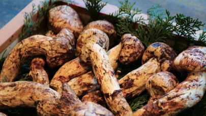 Bu mantarın 3 tanesi 65 bin lira! Kilosu 920 bin lira