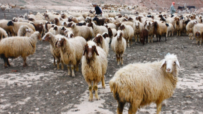 Edirne'de "mavi dil" hastalığı: 8 köy karantinaya alındı