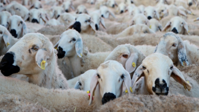 Edirne'de "mavi dil" hastalığı görülen 8 köy karantinaya alındı