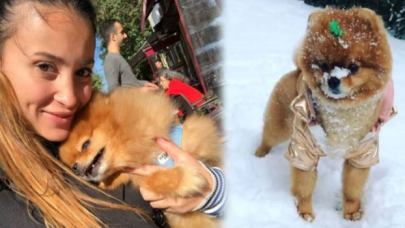 İstanbul'da köpek otelindeki ölüme suç duyurusu