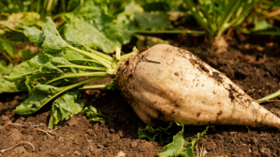 Şeker pancar üreticileri açıklanan fiyattan memnun