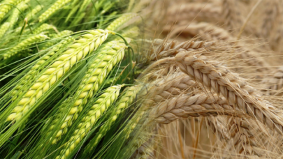 TMO, 73 milyon 500 bin dolar değerinde 245 bin ton arpa ithal edecek