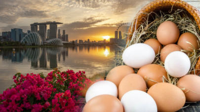 Türkiye'den Singapur'a yumurta ihracatı başladı