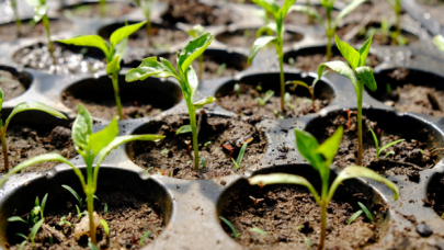 Uzay istasyonunda, deney amaçlı yetiştirilen biber fideleri çiçek açtı