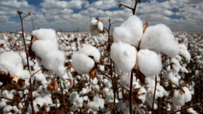 "Beyaz Altın" olarak bilinen pamuğun hasadı, üreticileri sevindiriyor