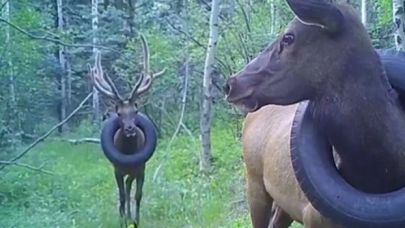 İki yıl boyunca boynunda araba lastiği ile gezen geyiği boynuzlarını keserek kurtardılar