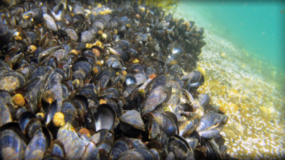 2 ton midyeyi denizin dibine sakladılar!