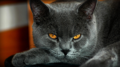 Kedisini kurtarmak isterken kendi canından oldu