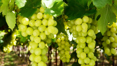 Yaş üzüm ihracatında yüzde 36 artış yaşandı