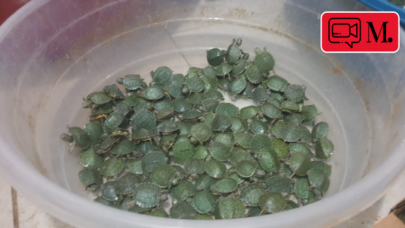 1000 kırmızı yanaklı su kaplumbağası ele geçirildi