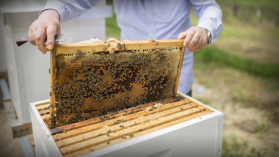 Bal üretiminde ciddi oranda azalma yaşandı!
