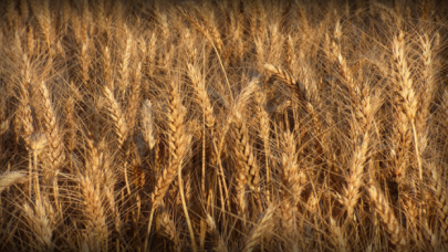 Buğday üretim maliyetleri yükselişe geçti!