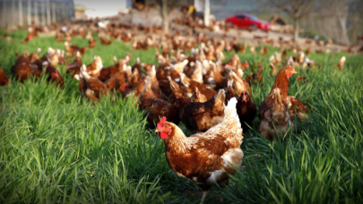 Canlı tavuk satışlarında patlama yaşandı