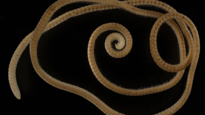 Dünyada bir ilk! En çok bacaklı kırkayak keşfedildi