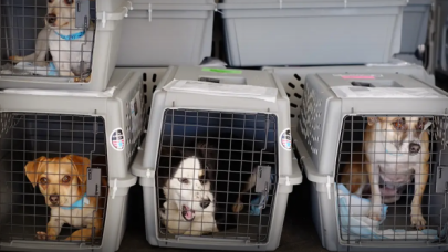 Evcil hayvanlarla seyahatlerde giriş serbest
