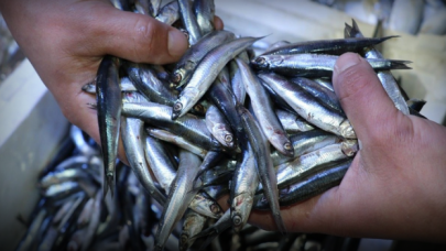 Fırtına, hamsiyi tahtından etti, yerini istavrit aldı