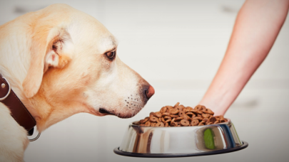 Evcil hayvan mamalarına KDV indirimi yolda!