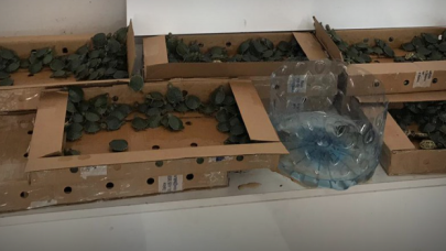 Kaçakçılık operasyonunda 5 bin su kaplumbağası ele geçirildi