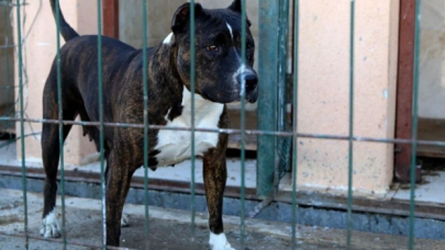 Kayıt altına alınan tehlikeli ırk sayısı açıklandı