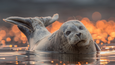 Kumsallarda görülen fokların rahatsız edilmemesi uyarısında bulunuldu