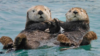 Su samurlarının bünyesinde "sonsuz kimyasallar" bulundu