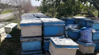 Adana'da 500 kovan arı öldü, inceleme başlatıldı