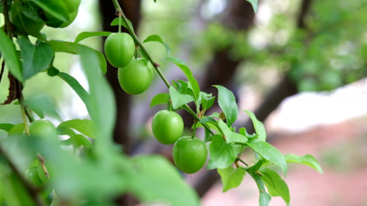 Erik hasadı başladı; kilosu 1000 TL