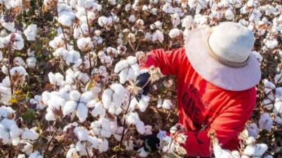 Pamuk fiyatları, yaklaşık 11 yılın zirvesini gördü