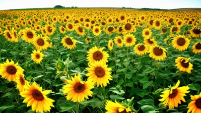 Resmi Gazete'de yayımlandı: 4 ilin 7 ilçesinde yağlık ayçiçeği kararı