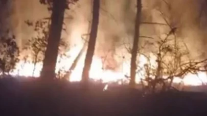 Tekirdağ'da orman yangın çıktı!