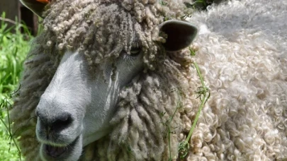 Kaçak koyun, tıraş olunca 18.6 kilogram hafifledi