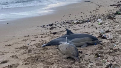 Karadeniz’de 3 ayda 33 ölü yunus karaya vurdu