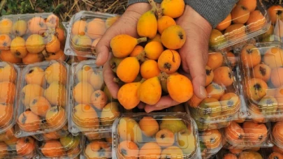 Mersin'de örtü altı yenidünya hasadı başladı