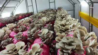 İzmitliler istridye mantarıyla buluştu