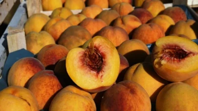 ’Lapseki şeftalisi’ coğrafi işaretiyle üreticisinin elini güçlendirecek