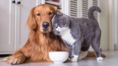 Yargıtay'dan emsal karar: Sitelerde evcil hayvan yasak mı?