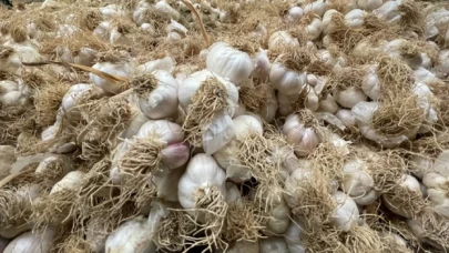 Adana'da tarlada ekili 10 ton sarımsağı çaldılar